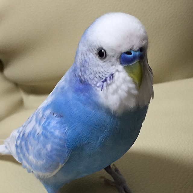 toratanさんの実例写真