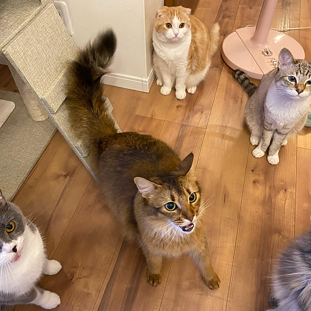 poniさんの実例写真