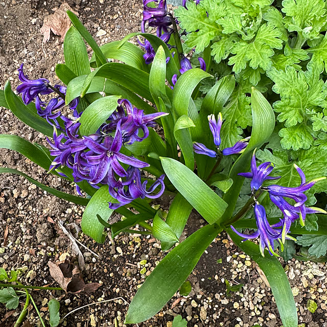 mamizaさんの部屋