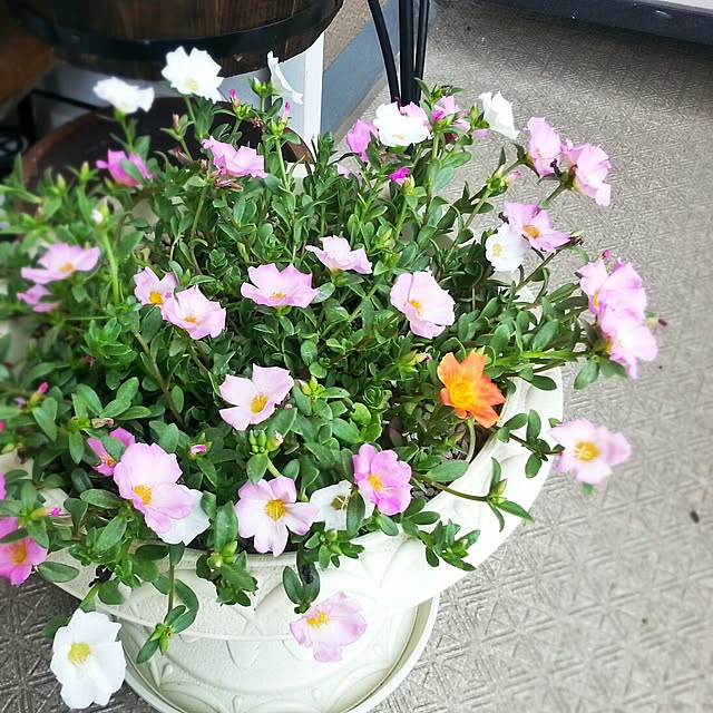 Rさんの実例写真