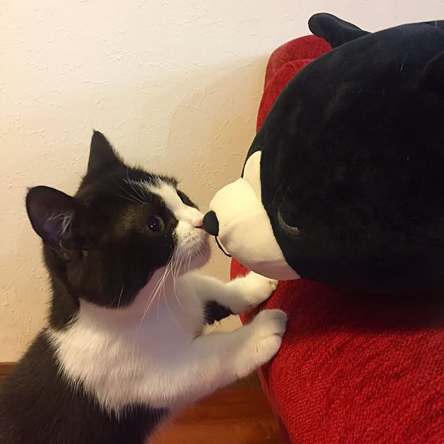 butachanさんの実例写真