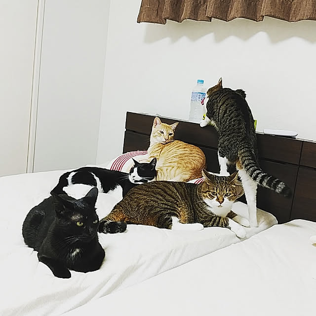 shiiiさんの実例写真