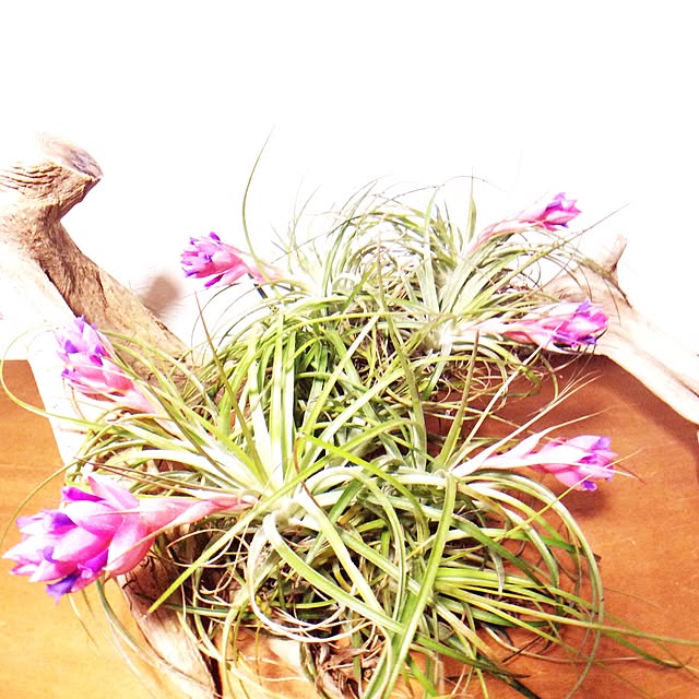 Plantexhibitionhallさんの実例写真