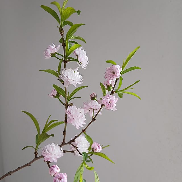 chidorinさんの部屋