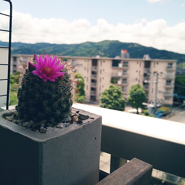 miporin0711さんの実例写真