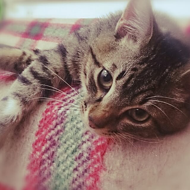 Lukiさんの実例写真