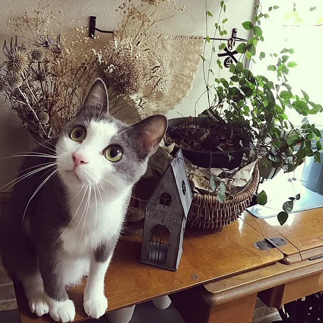 mucc08さんの実例写真