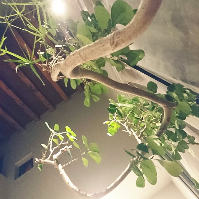 su.ji.naさんの実例写真