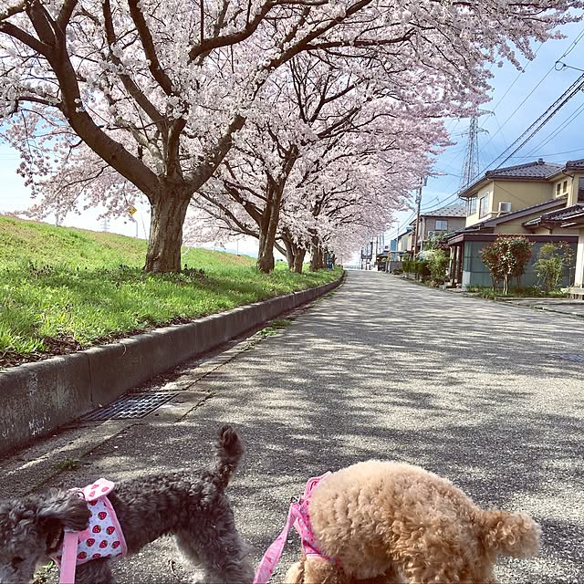 実例写真