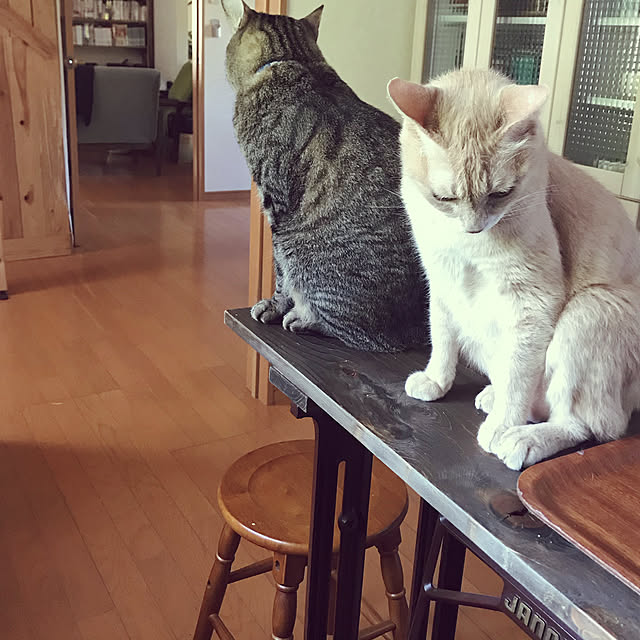 mikan161さんの実例写真