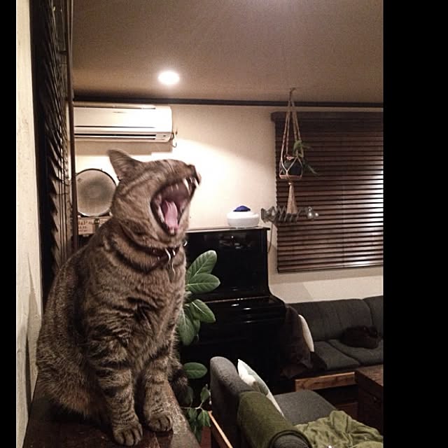 jnkaiさんの実例写真