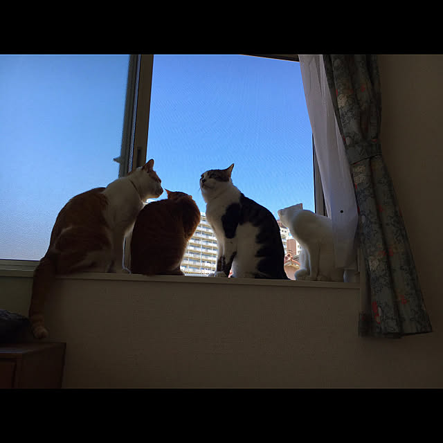 reiko.koisurukimotiさんの実例写真