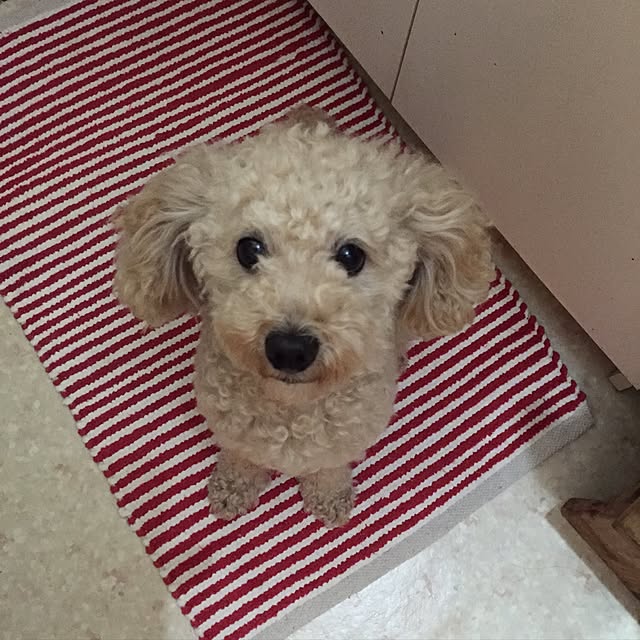 mocomocoyuuさんの実例写真