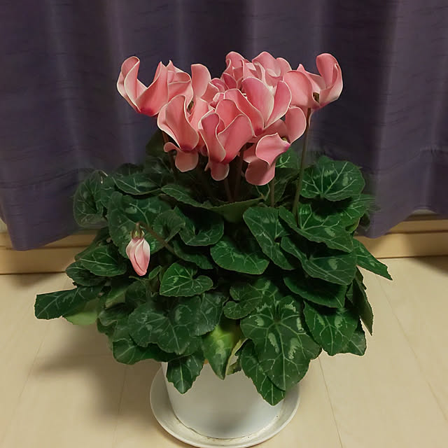 KOHAKUさんの実例写真