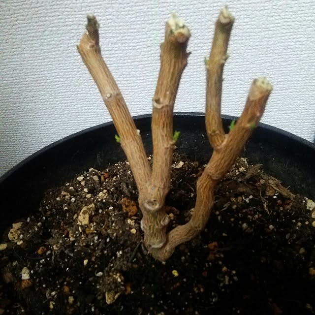 mmpoohさんの実例写真