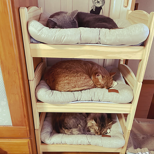CATさんの実例写真