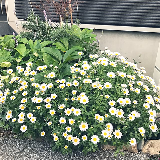 akko-rinさんの実例写真