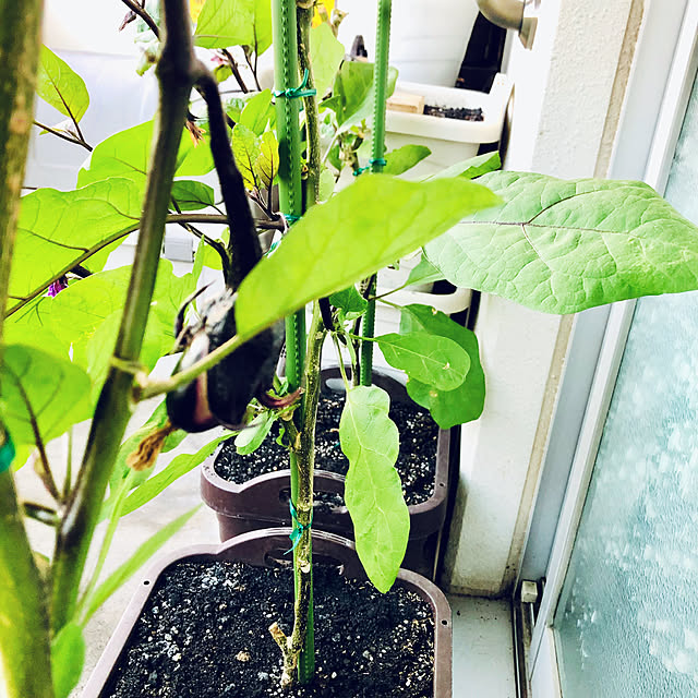 hanachanさんの部屋