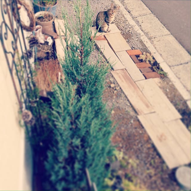 koyuさんの実例写真