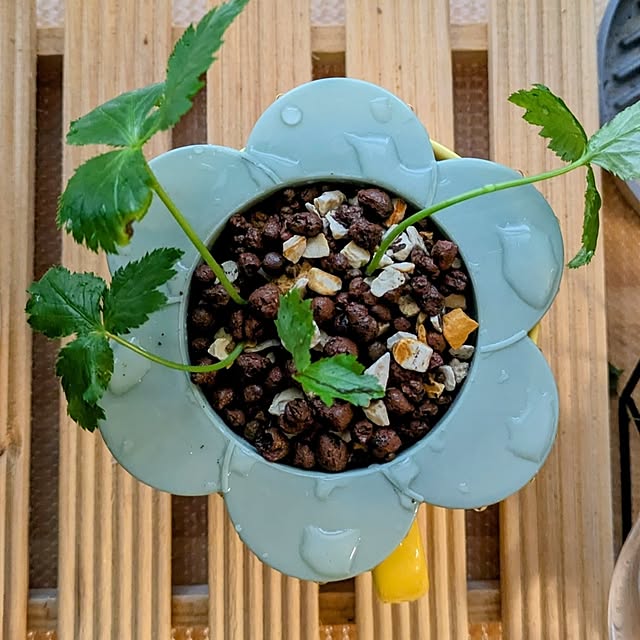 mi-saさんの部屋