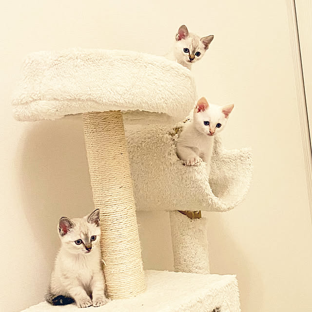 gingerwynksさんの実例写真