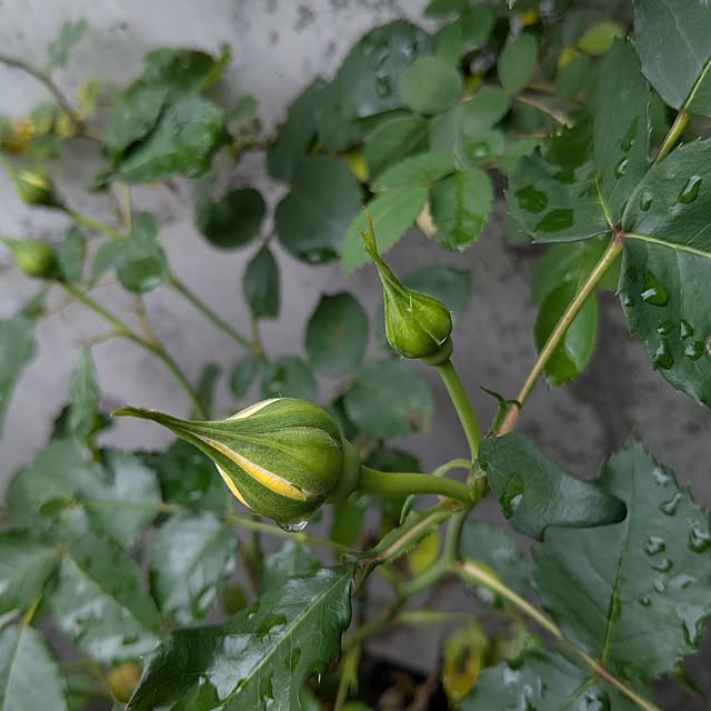 kazuさんの実例写真