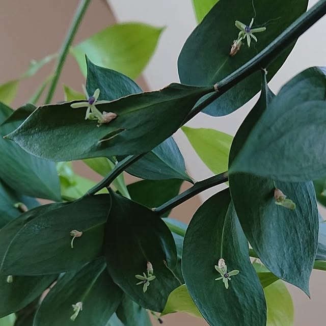 NOAHさんの部屋