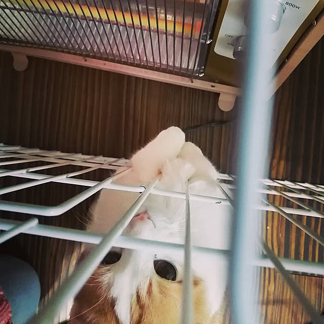 NECO.COさんの実例写真