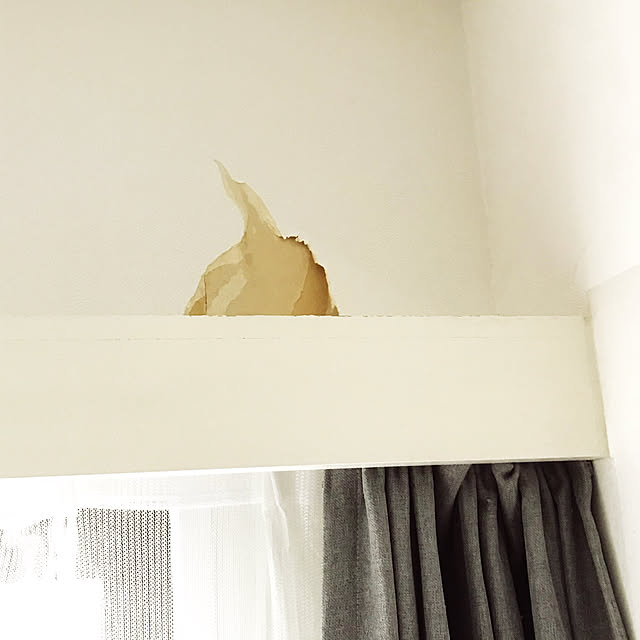 miutyさんの実例写真