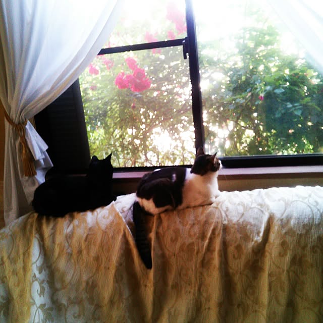 Tomopさんの実例写真
