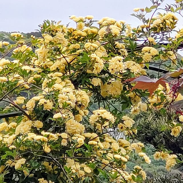 salacocoさんの実例写真