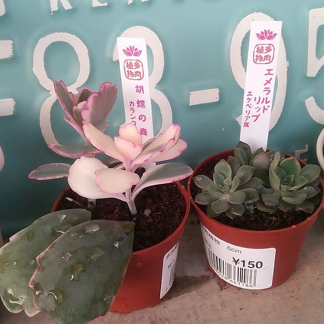 VERANDARJUNさんの実例写真