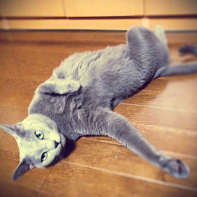poiさんの実例写真