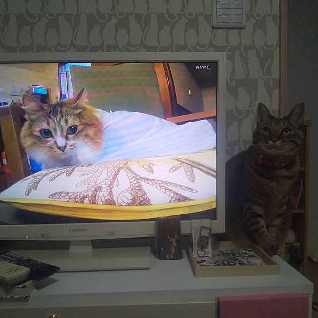 chikoさんの実例写真