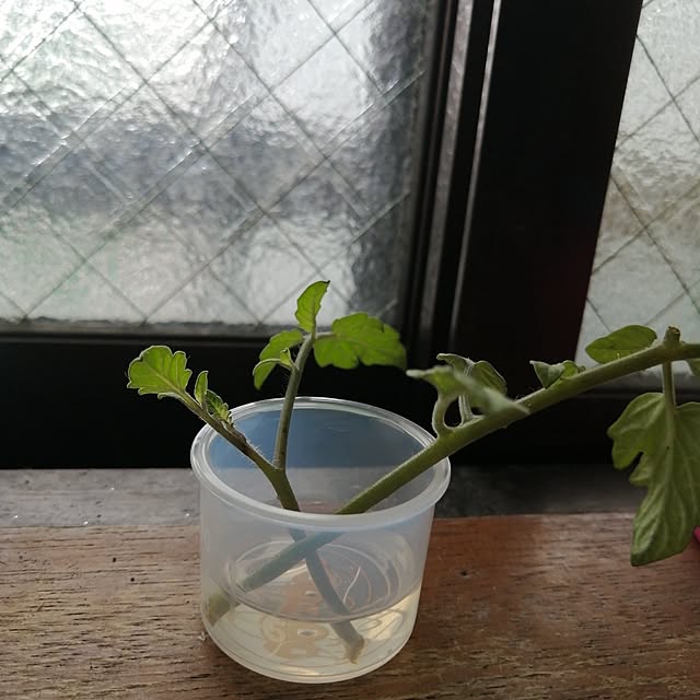 sakuraさんの実例写真