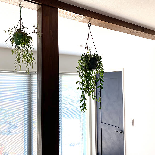 植物のある暮らし/観葉植物/植物/ルーティーン/北欧...などのインテリア実例 - 2020-08-17 12:12:40