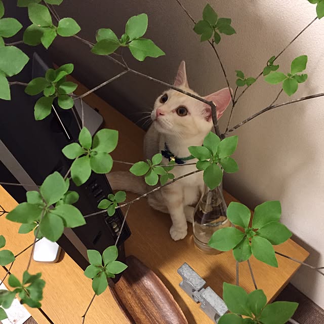 hiyupan88さんの実例写真