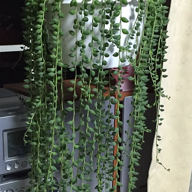 ベッド周り/多肉植物のインテリア実例 - 2016-06-09 23:28:12