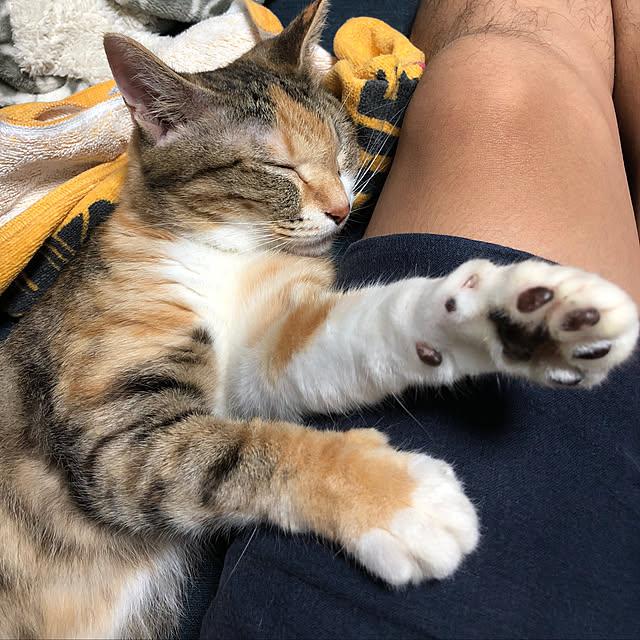 リビング/色々と試した結果懐石は食べない/ソファが落ち着く/里親になりました/猫のインテリア実例 - 2018-07-01 13:09:02