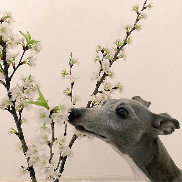 MOONさんの実例写真
