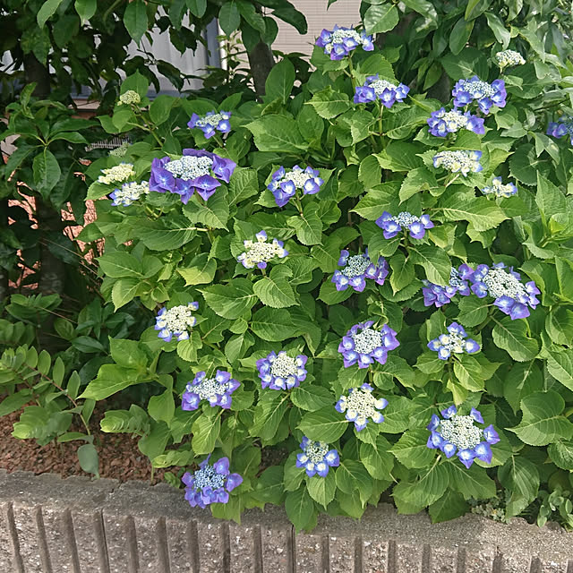 ayaさんの実例写真