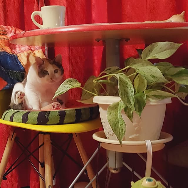 kumutanさんの部屋
