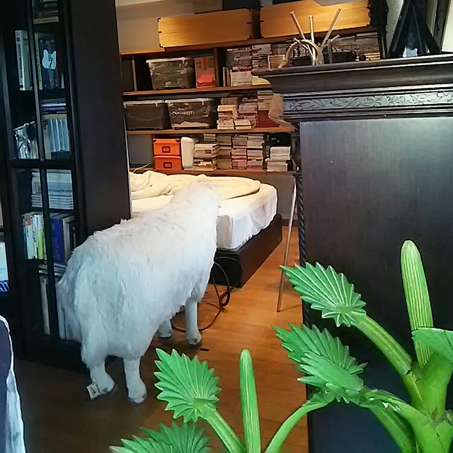 spinetailさんの実例写真
