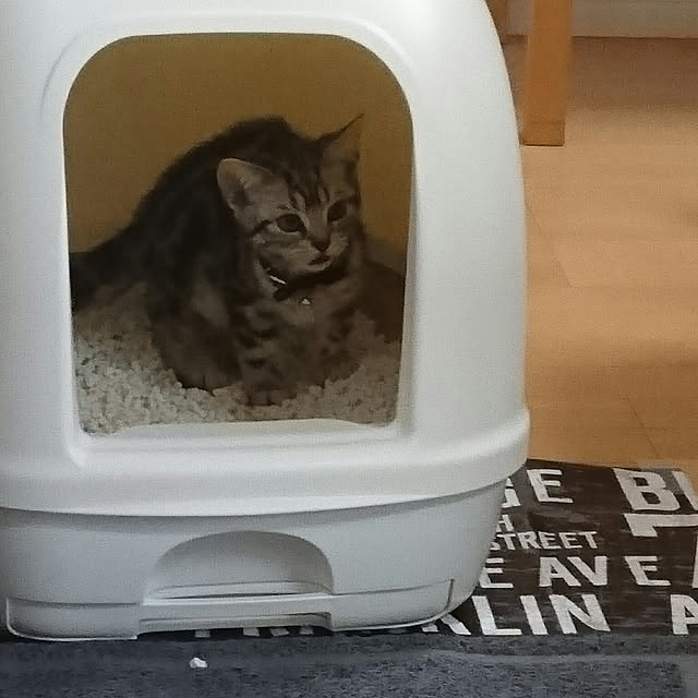 実例写真