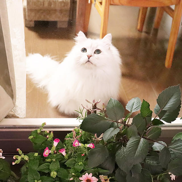 miravivianさんの実例写真