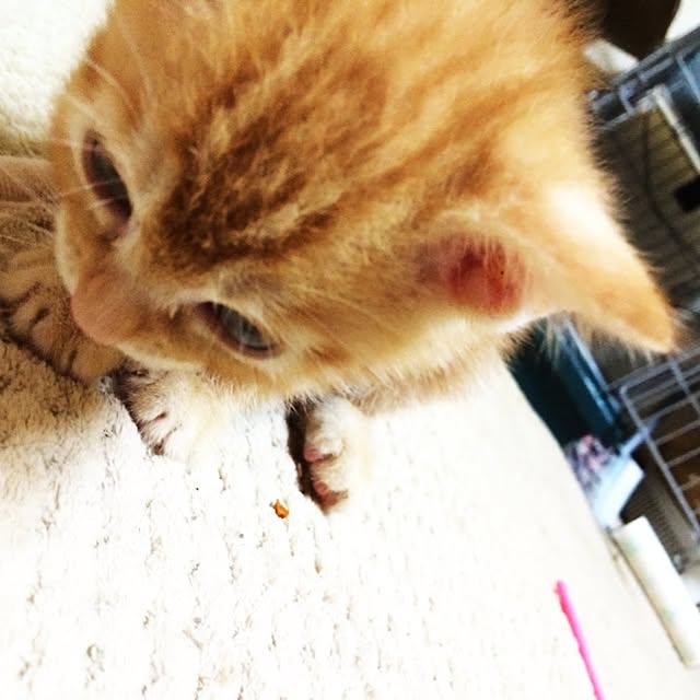 nora_koさんの実例写真