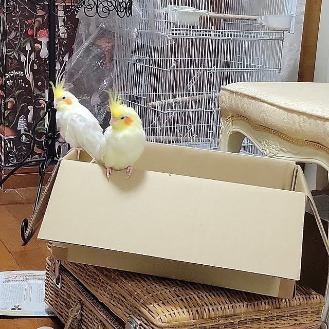 ANTENNAさんの実例写真
