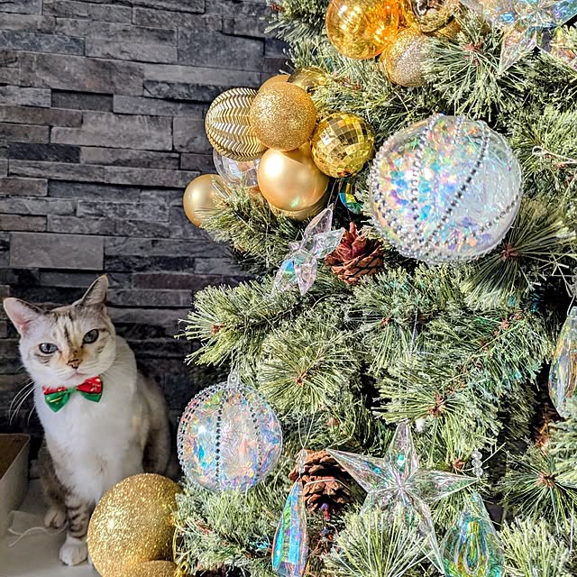 kohakuさんの実例写真