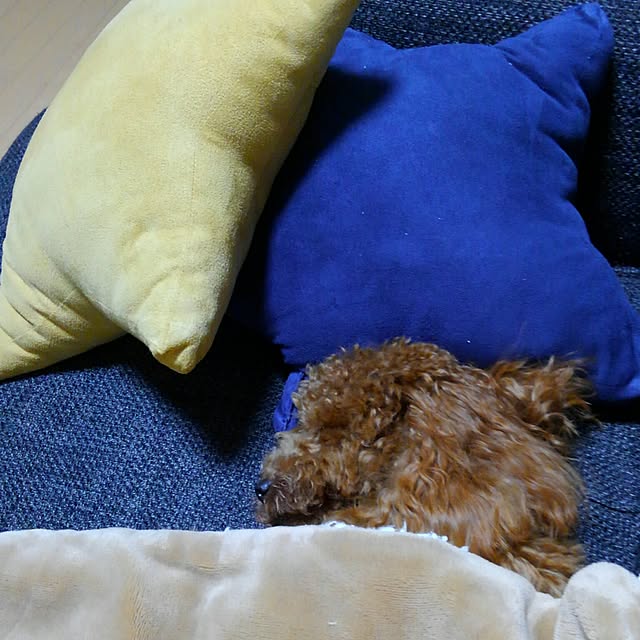 akiasaさんの実例写真