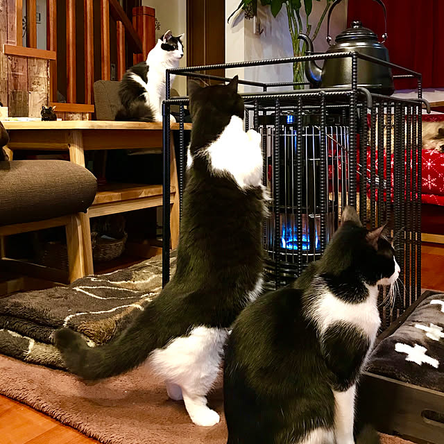 butachanさんの実例写真